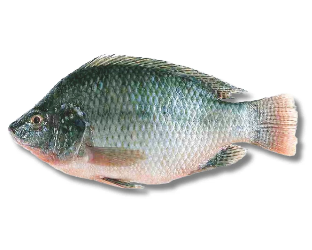 Telapiya Fresh Local Cultured 700gm+